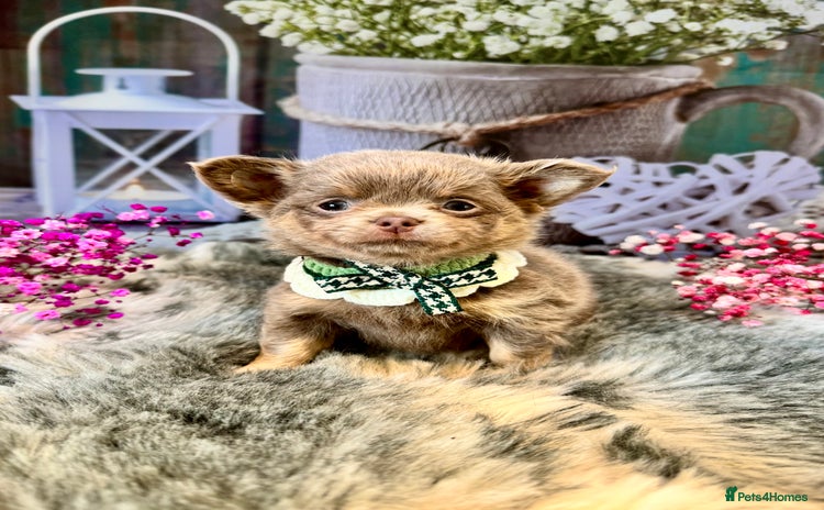 Chihuahua dogs - Advert 2