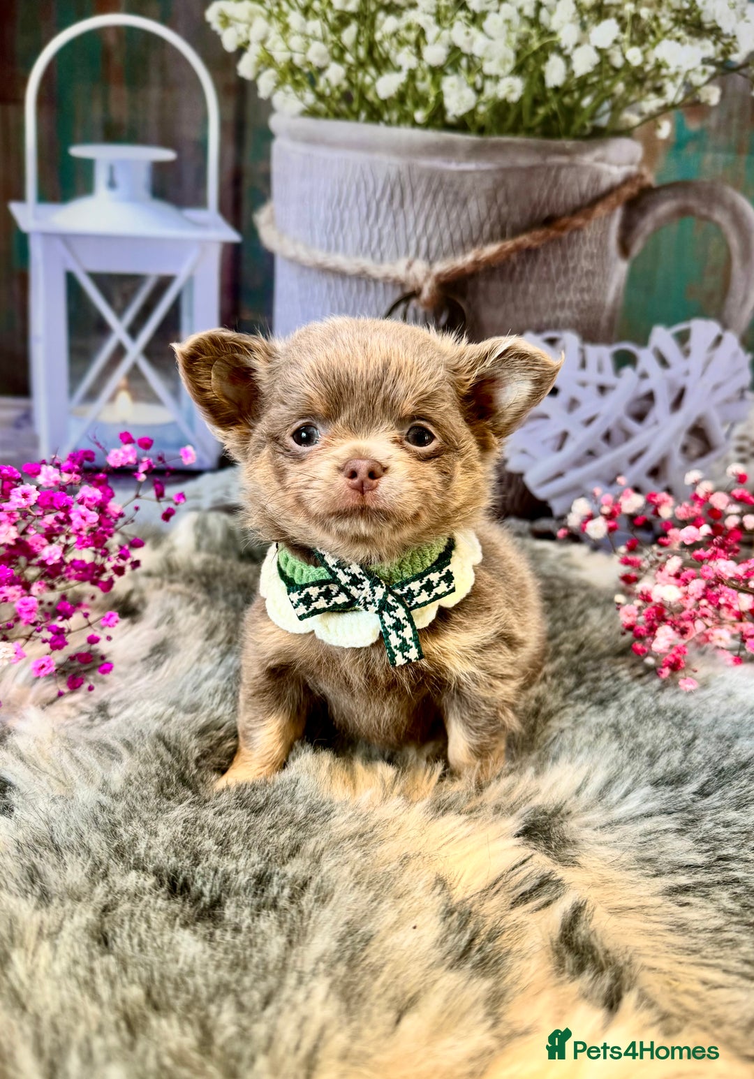 Chihuahua dogs for sale: 💜🤎 Exotic KC LC chihuahuas 🤎💜 - Image 1