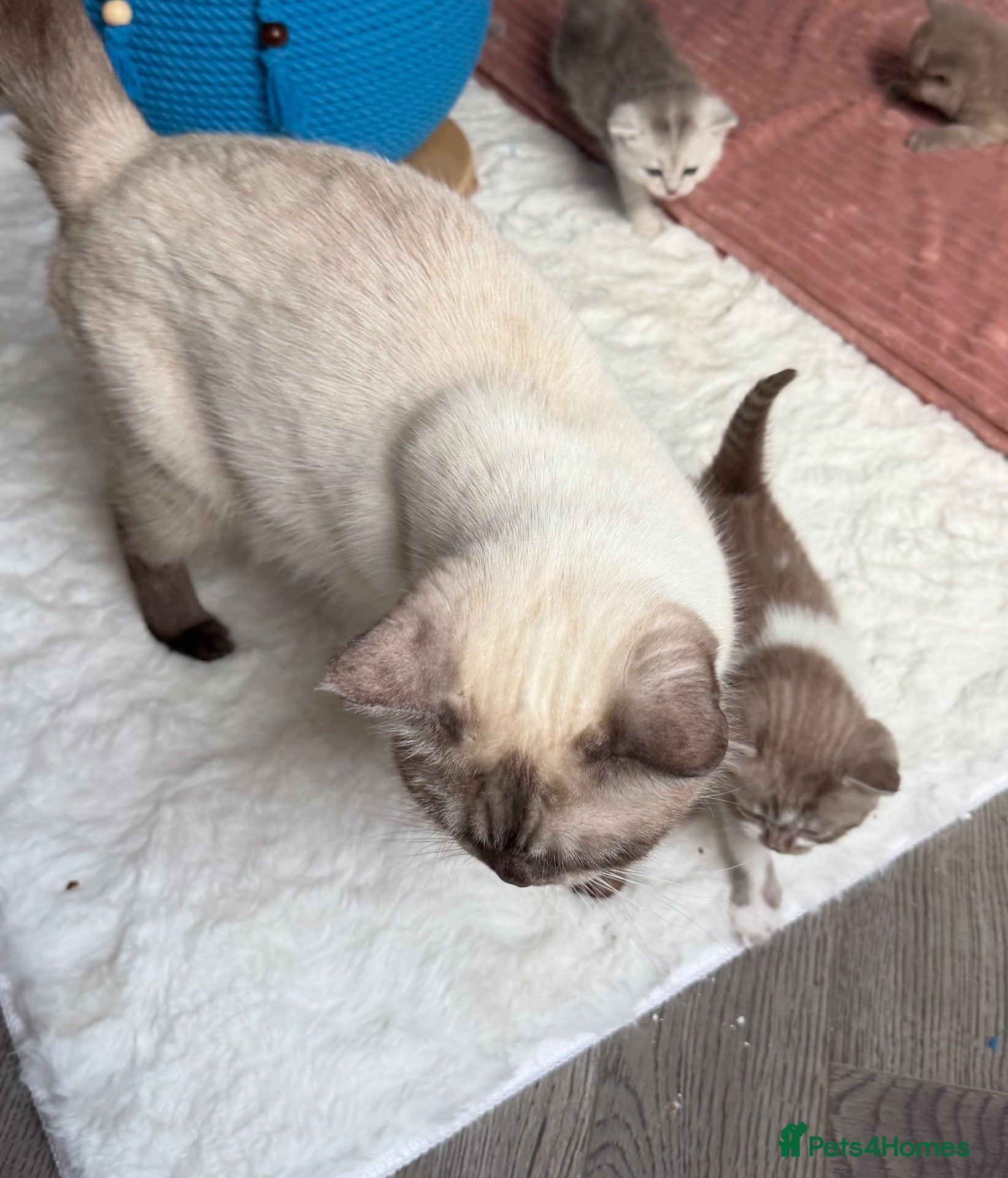 British Shorthair cats BSH🌟🌟🌟🌟🌟kittens - Advert 1