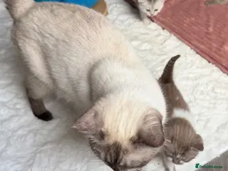 British Shorthair cats BSH🌟🌟🌟🌟🌟kittens - Advert 1