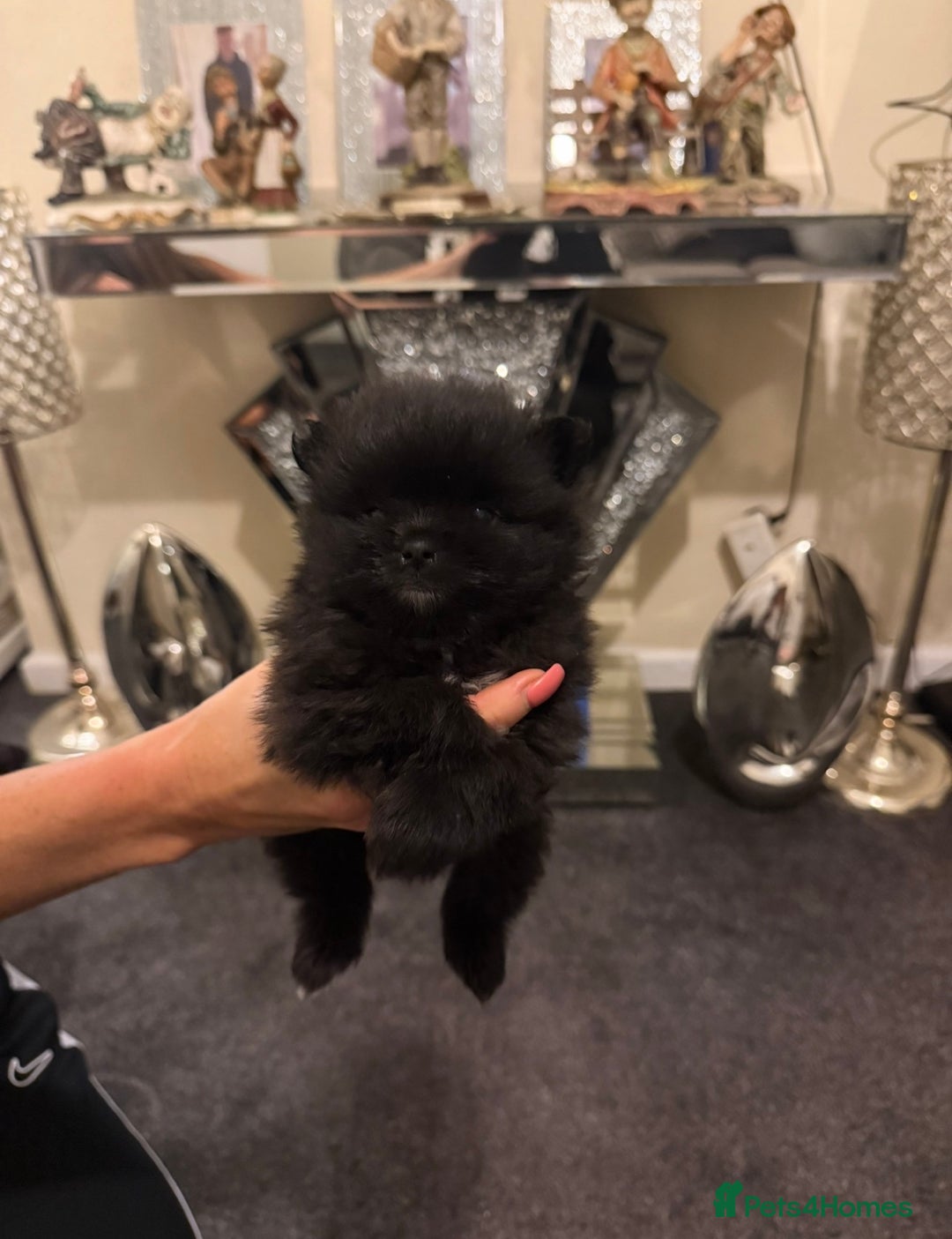 Pomchi dogs for sale: 3 beautiful pomchi - Advert 7