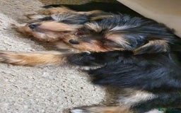 Yochon dogs for sale: Yochon puppies - Image 3