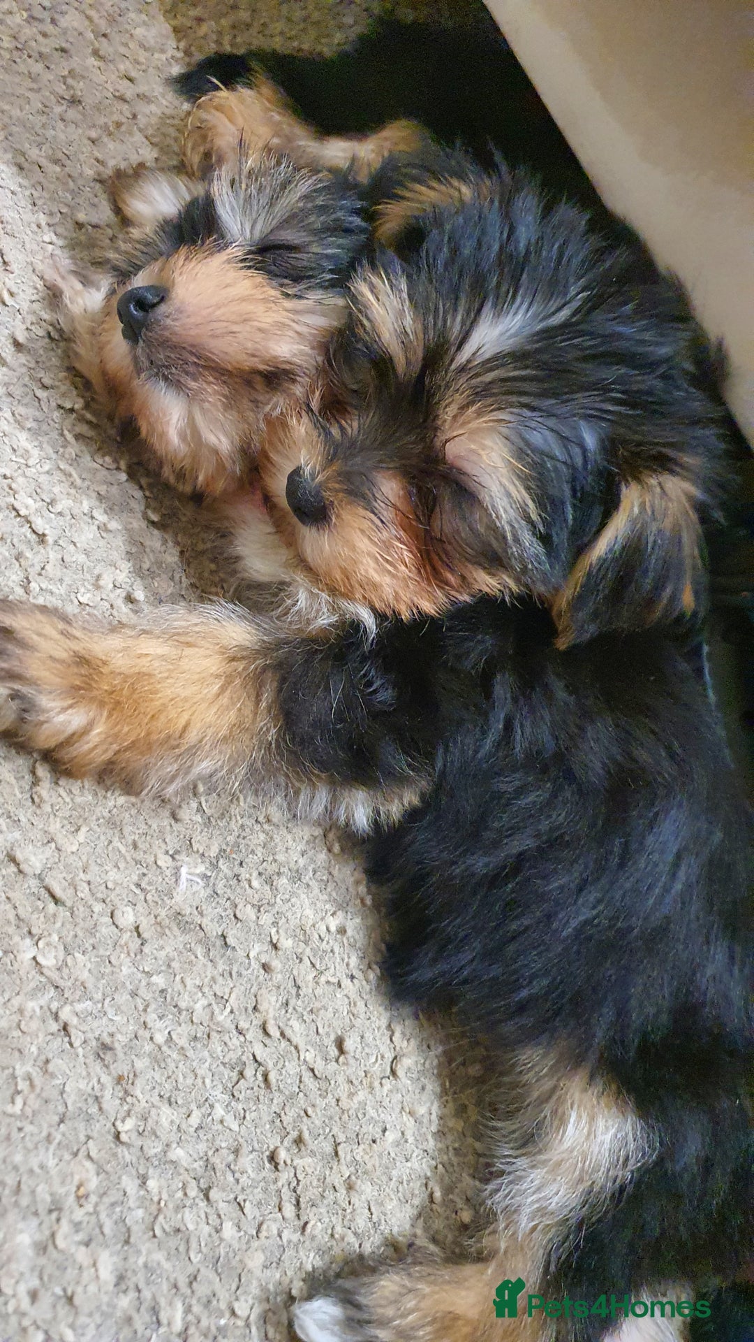 Yochon dogs for sale: Yochon puppies - Image 3