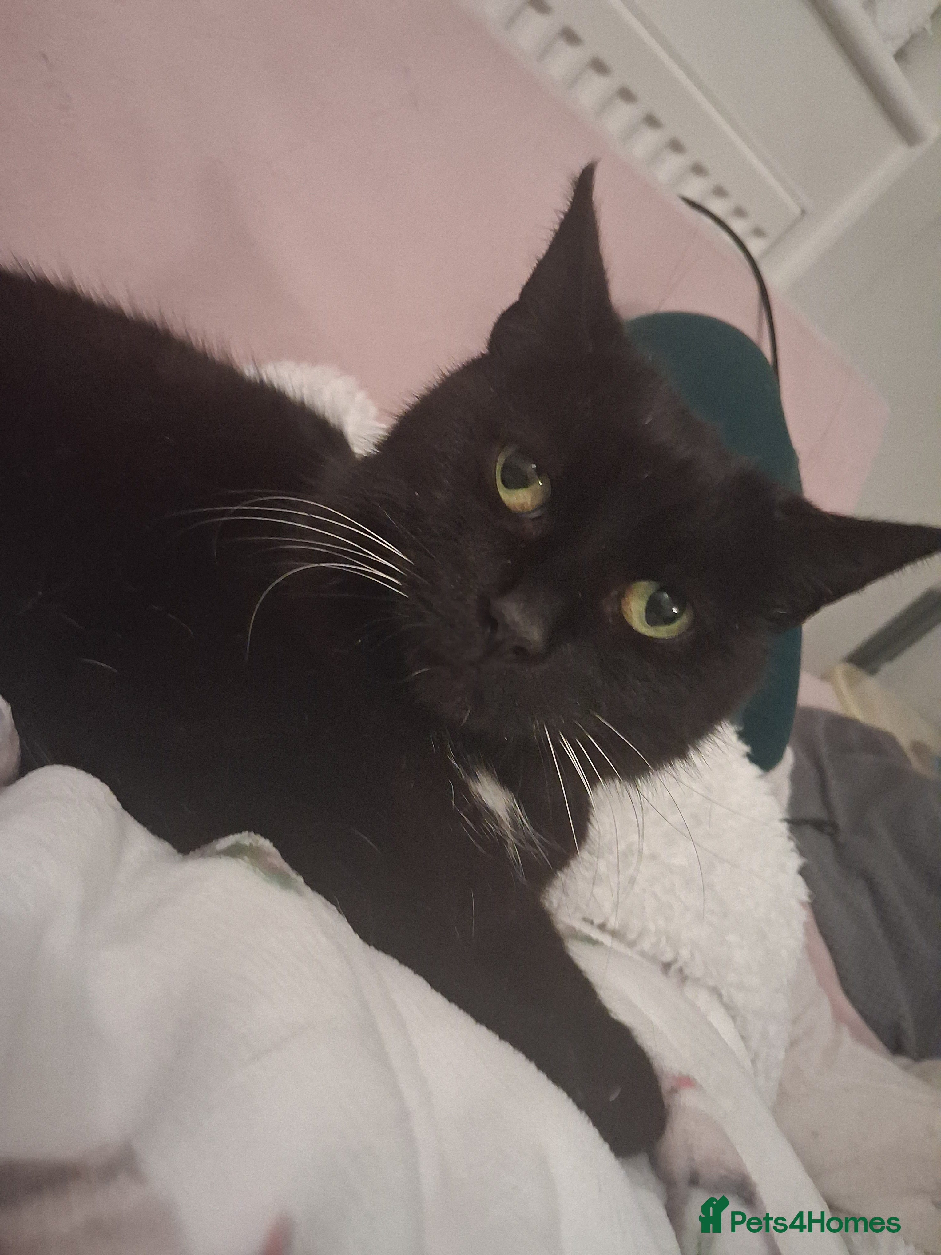 Bombay cats Bombay girl kitten  - Advert 3