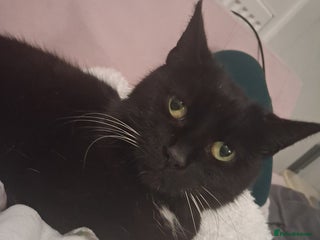 Bombay cats Bombay girl kitten - Advert 1