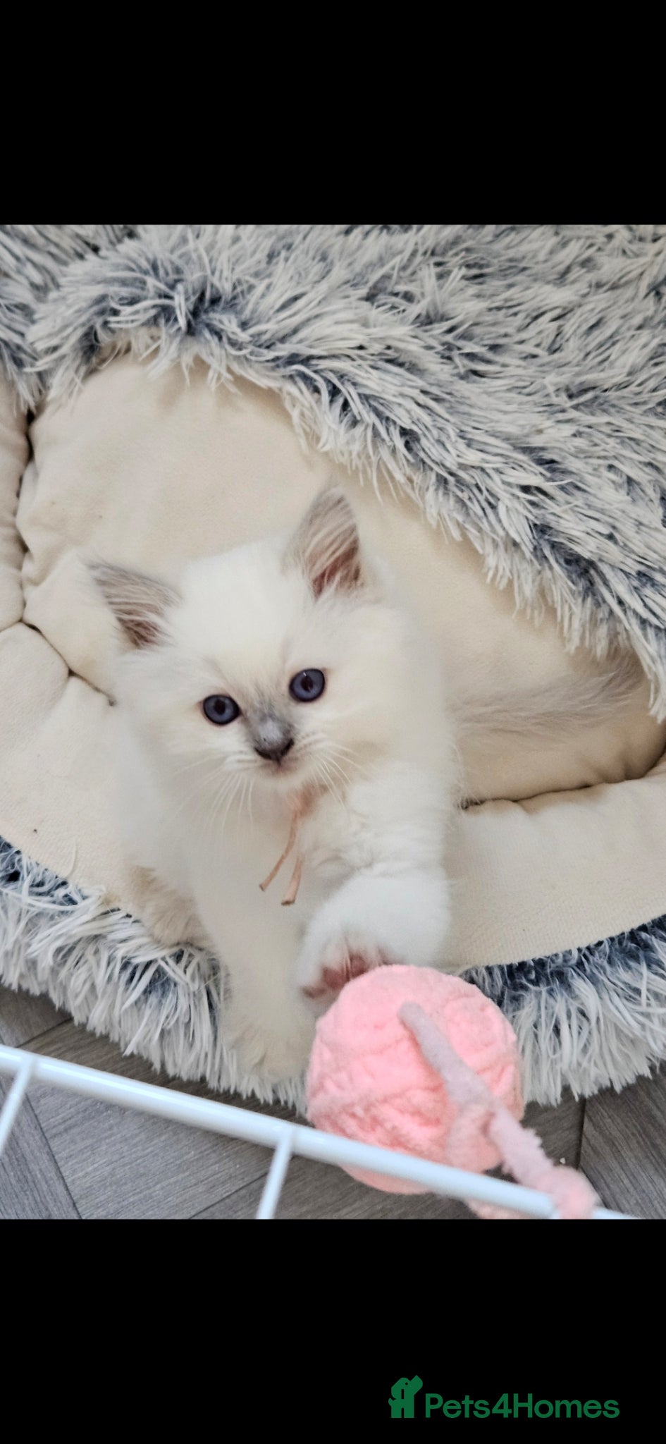 Ragdoll cats Lilac tica registered ragdolls - Advert 17