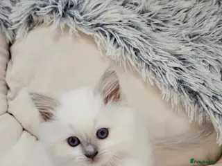 Ragdoll cats Lilac tica registered ragdolls - Advert 17