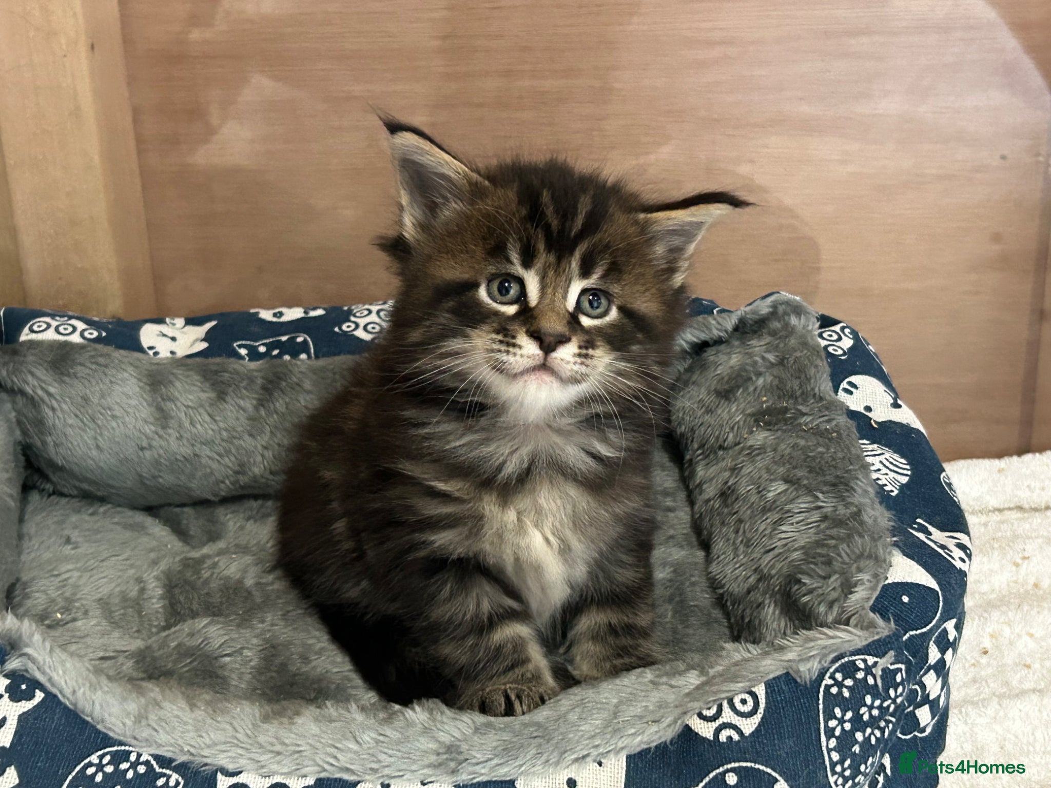 Maine Coon cats First kittens of GCCF Maine coon Champ for sale  - Advert 2