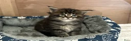 Maine Coon cats for sale: First kittens of GCCF Maine coon Champ for sale  - Advert 16