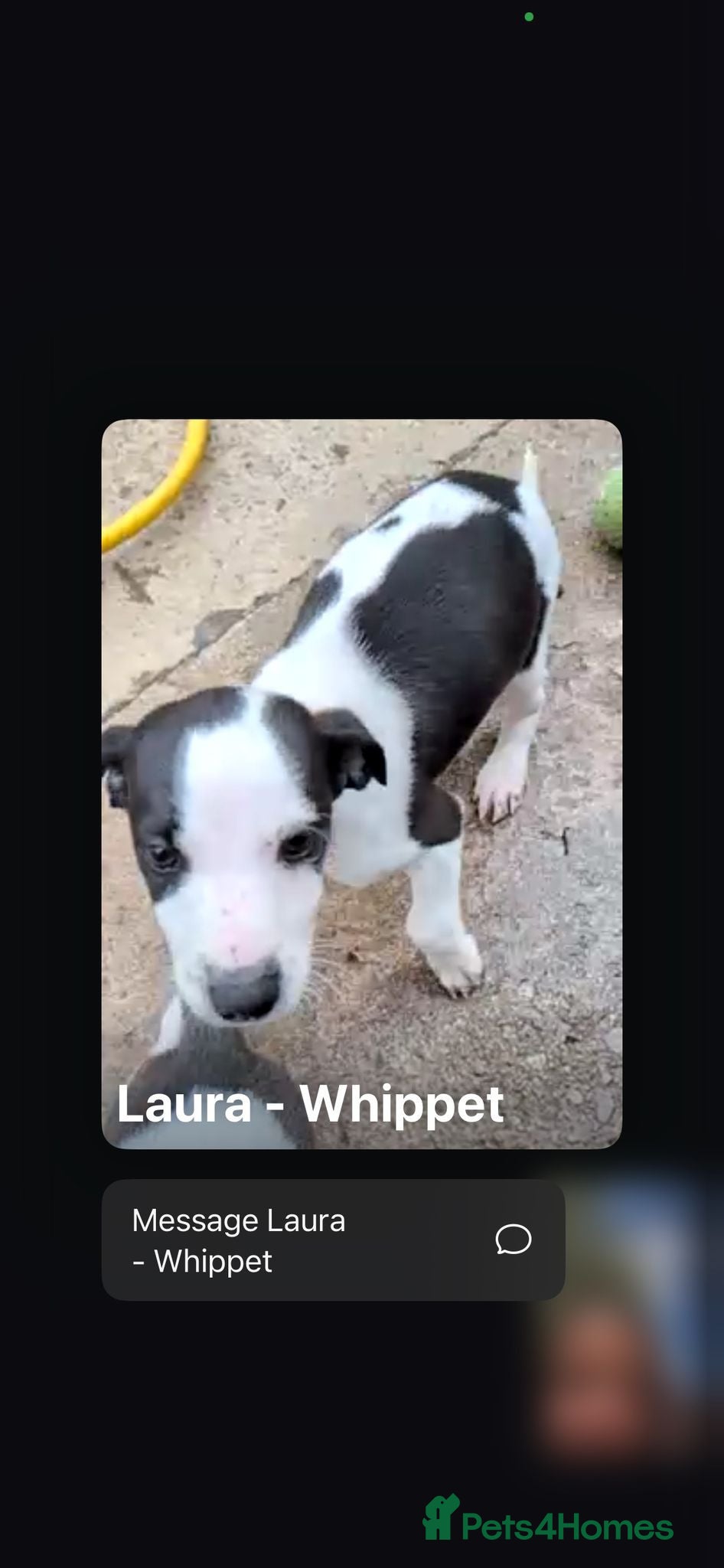 Whippet dogs KC REGISTERED WHIPPET PUPPIES – READY NOW - Advert 8