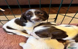 English Springer Spaniel dogs for sale: Beautiful Springer spaniel puppies  - Image 6