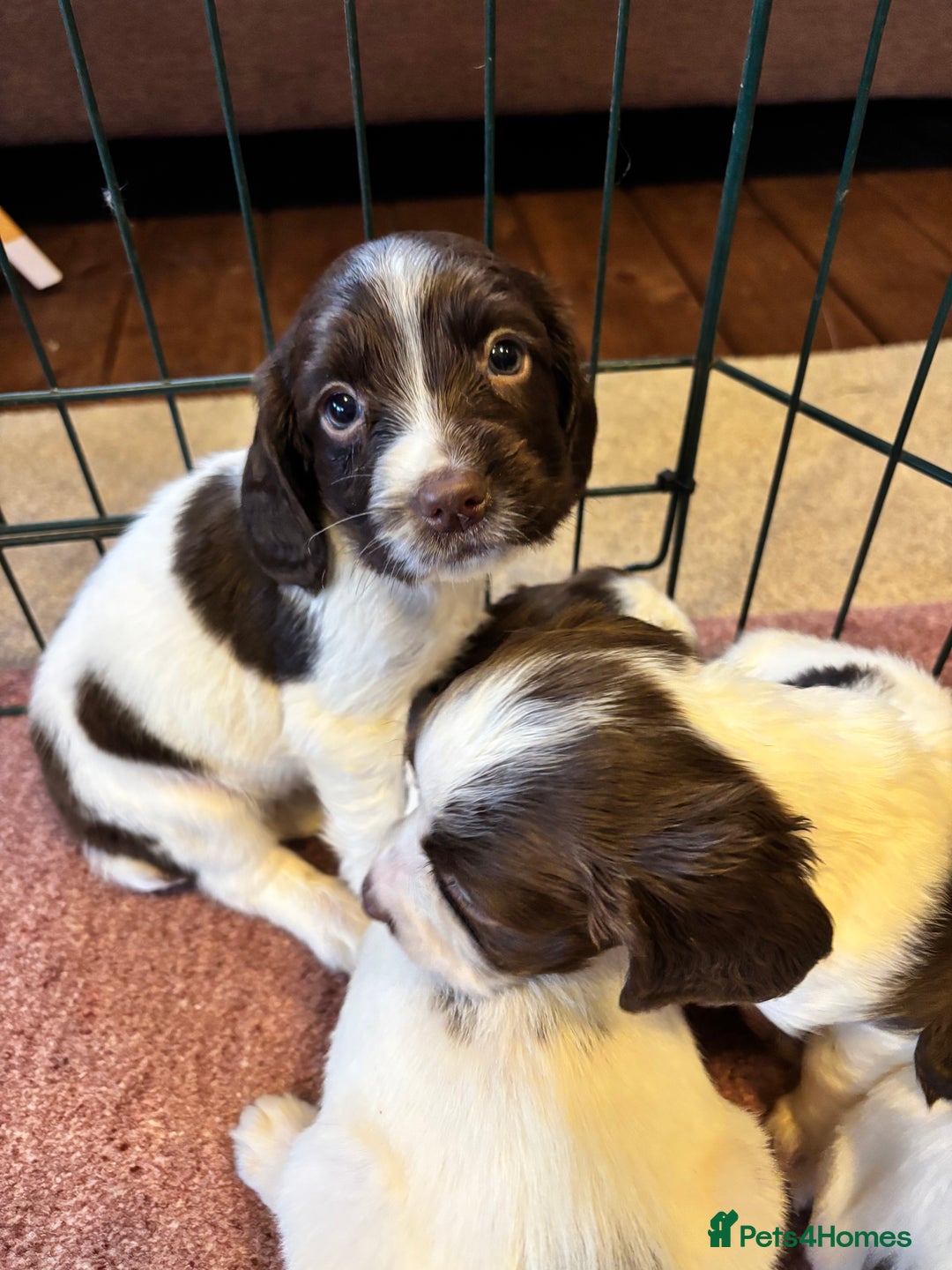 English Springer Spaniel dogs for sale: Beautiful Springer spaniel puppies  - Image 6