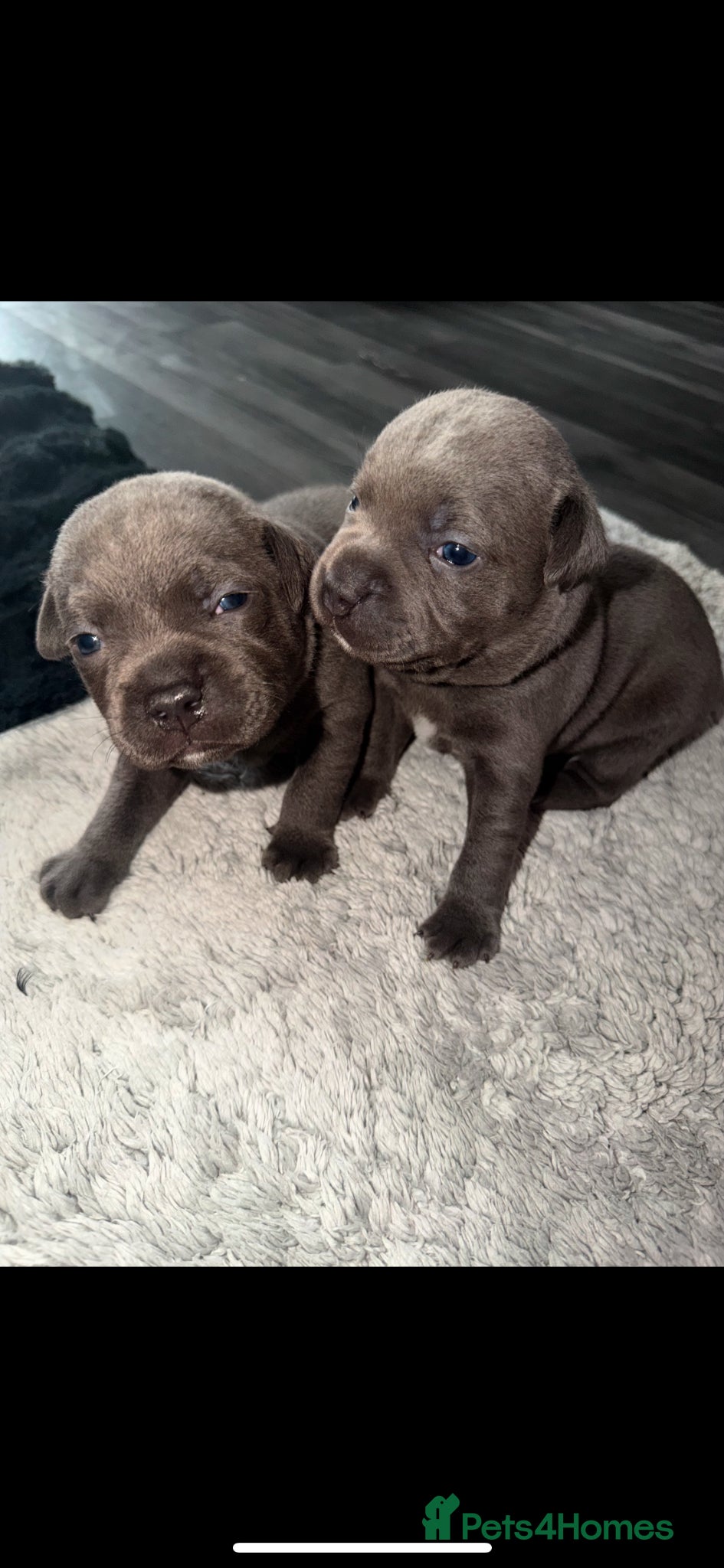 Staffordshire Bull Terrier dogs 7 beautiful KC staffy puppy.. 1 boy left  - Advert 9