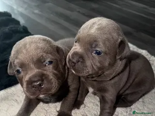 Staffordshire Bull Terrier dogs 7 beautiful KC staffy puppy.. 1 boy left - Advert 9