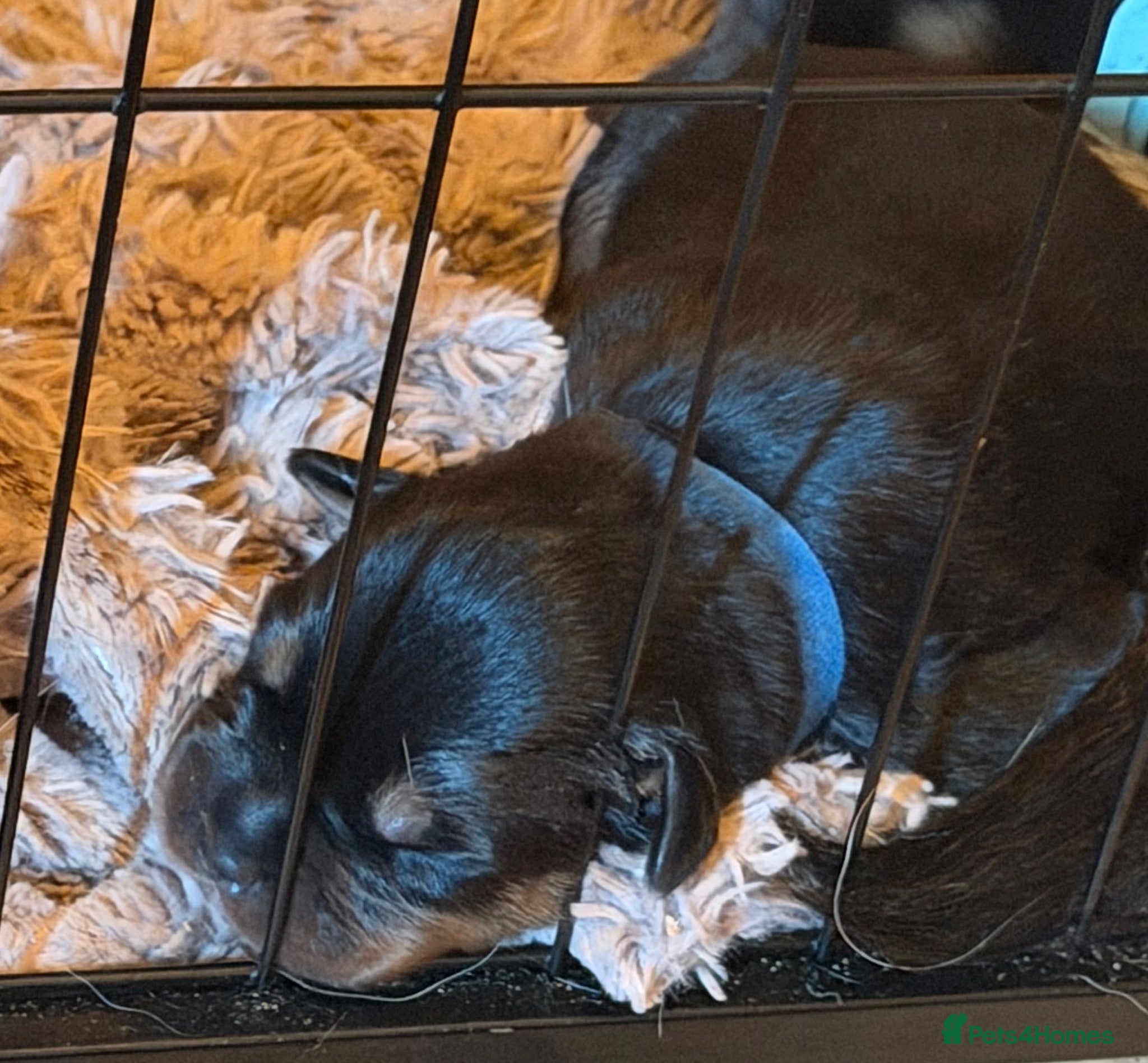 Rottweiler dogs Rare beautiful Rottweiler puppies  - Advert 4