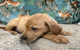 Labrador Retriever dogs for sale: KC Registered Labrador Puppies - Call  **  - Image 26