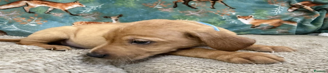 Jenga - Light Blue Collar