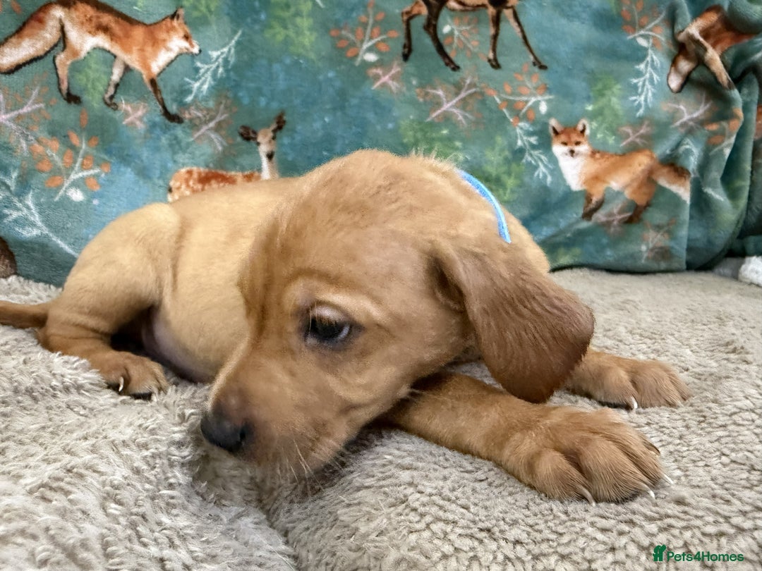 Labrador Retriever dogs for sale: KC Registered Labrador Puppies - Call  **  - Image 26