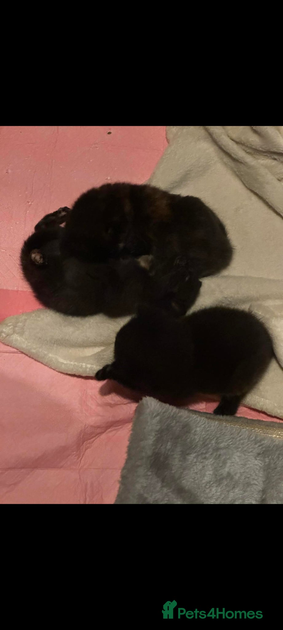 Mixed Breed cats Gorgeous tortoise Shell kittens - Advert 1