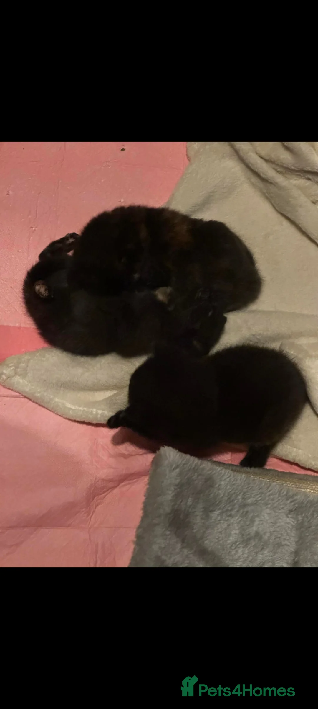 Mixed Breed cats for sale: Gorgeous tortoise Shell kittens - Advert 1