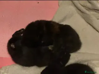 Mixed Breed cats Gorgeous tortoise Shell kittens - Advert 1