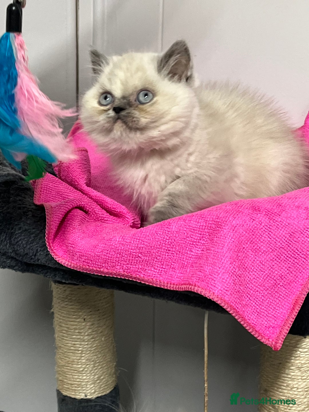 Exotic cats for sale: Stunning Exotic Kittens  - Advert 15