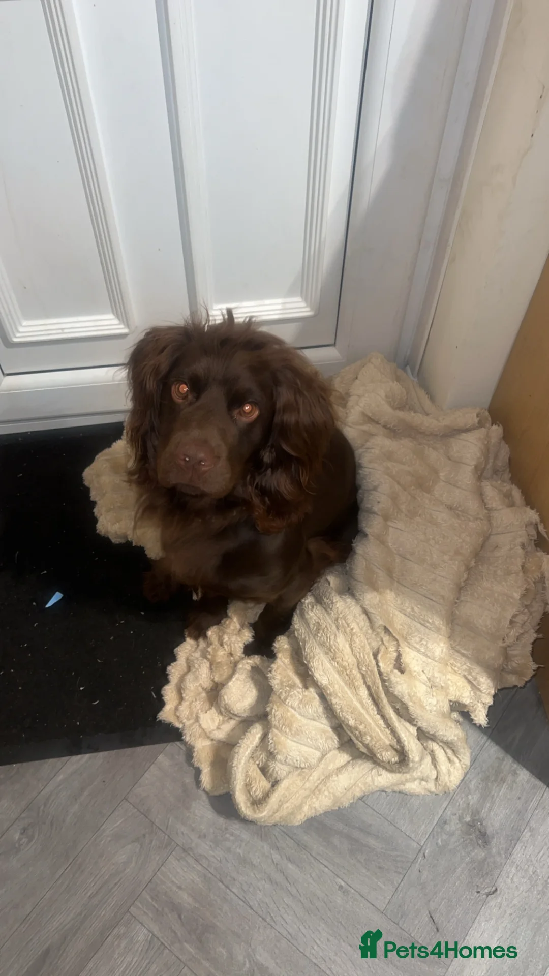 Cocker Spaniel dogs for sale: 2 year old male working cocker spaniel - Advert 6