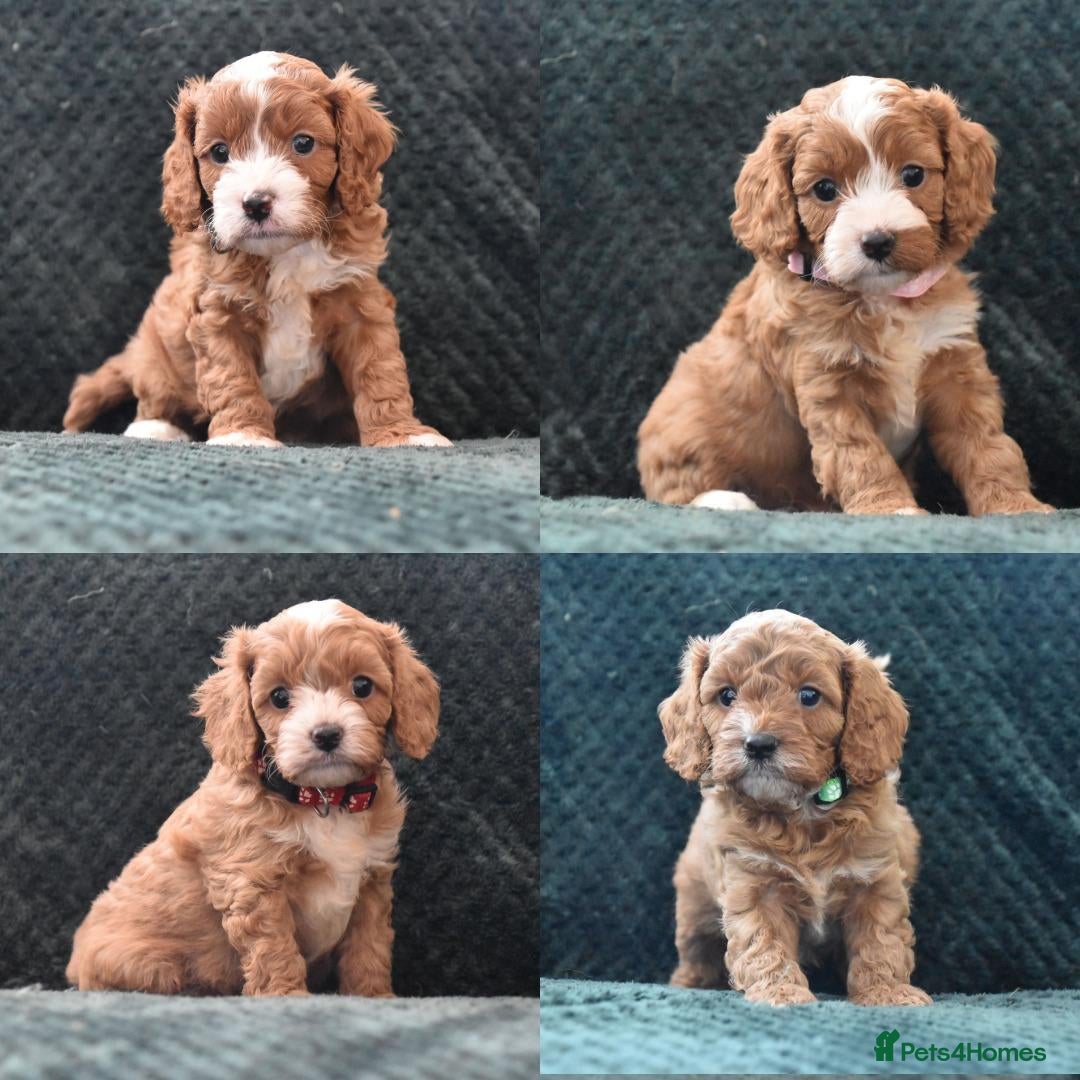 Cavapoo dogs Toy F1 Cavapoo Puppies Fully Dna Clear. - Advert 10