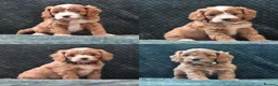 Cavapoo dogs for sale: Toy F1 Cavapoo Puppies Fully Dna Clear. - Advert 1