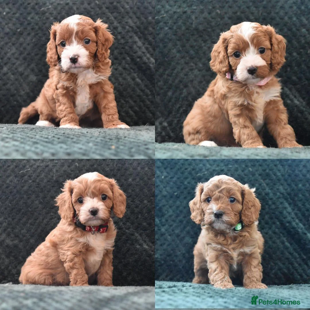 Cavapoo dogs for sale: Toy F1 Cavapoo Puppies Fully Dna Clear. - Advert 1