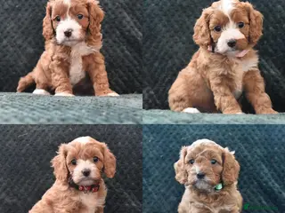 Cavapoo dogs Toy F1 Cavapoo Puppies Fully Dna Clear. - Advert 2
