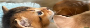 Abyssinian Kitten 5
