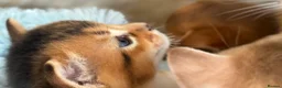 Abyssinian cats for sale: TICA reg rarest colours Aby kittens boys and girls - Advert 21