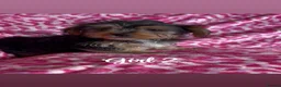 Yorkshire Terrier dogs for sale: Yorkshire Terrier Puppies - Advert 8