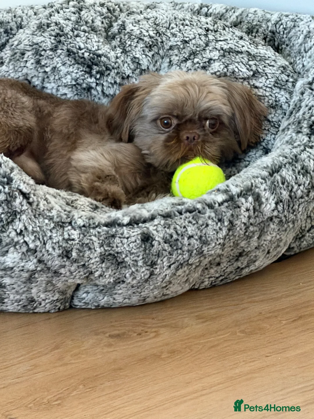 Shih Tzu dogs for stud: Kc registered chocolate brown shitzu - Advert 6