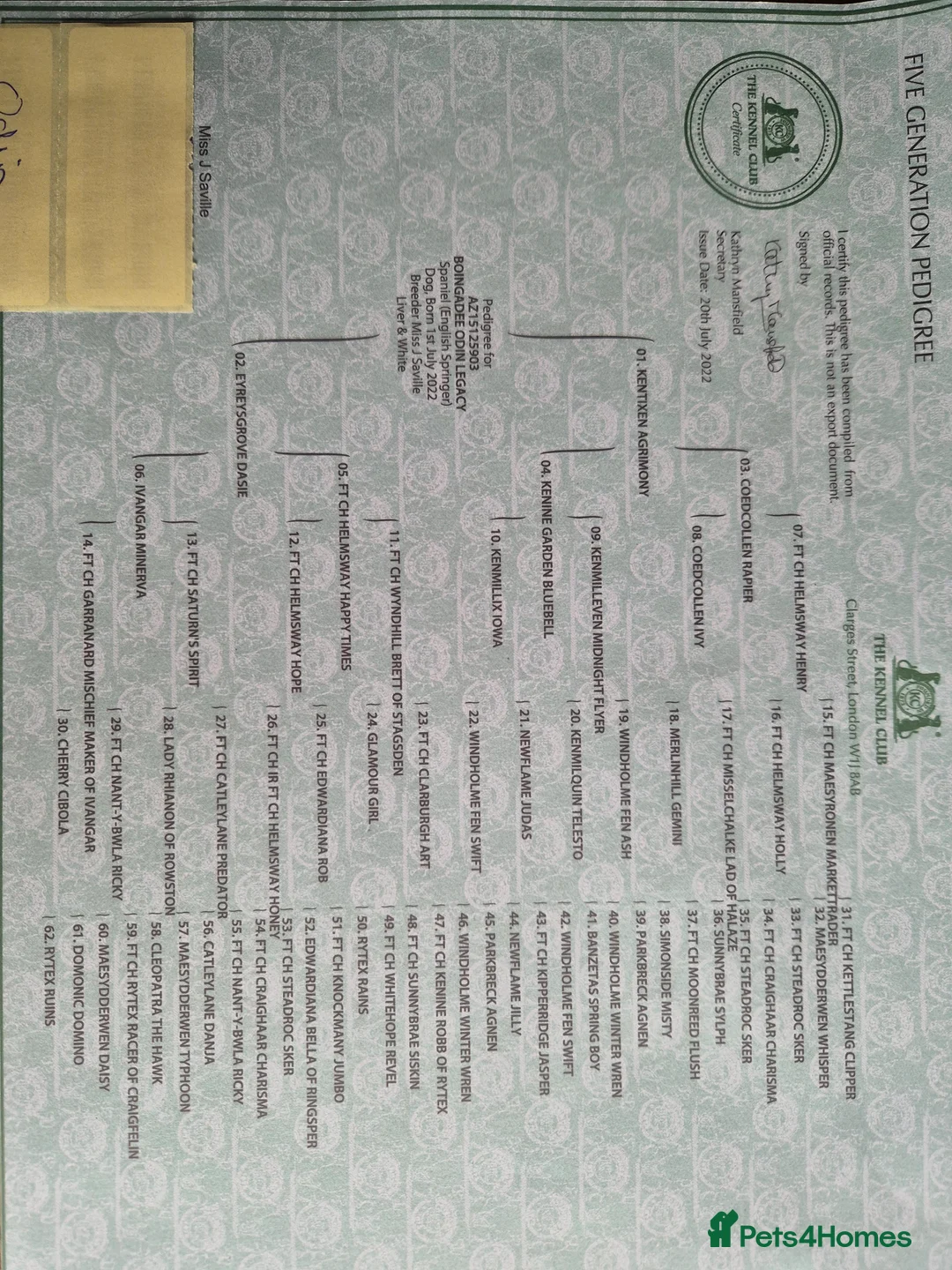 English Springer Spaniel dogs for stud: PROVEN ESS for stud amazing genealogy NOT FOR SALE in Tamworth - Advert 6