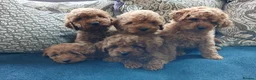 Cavapoo dogs for sale: Cavapoo puppies for sale in Ashby-de-la-Zouch - Advert 14
