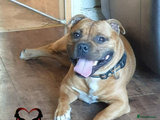 Staffordshire Bull Terrier dogs 🥨THE RED DREAM TEAM🥨 Exceptional temprements. in Rochdale - Advert 3