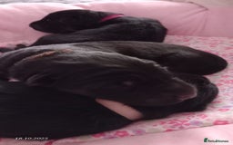 German Shepherd dogs for sale: Excellent Long-Haired German Shepherd Puppies. KC. - Image 17
