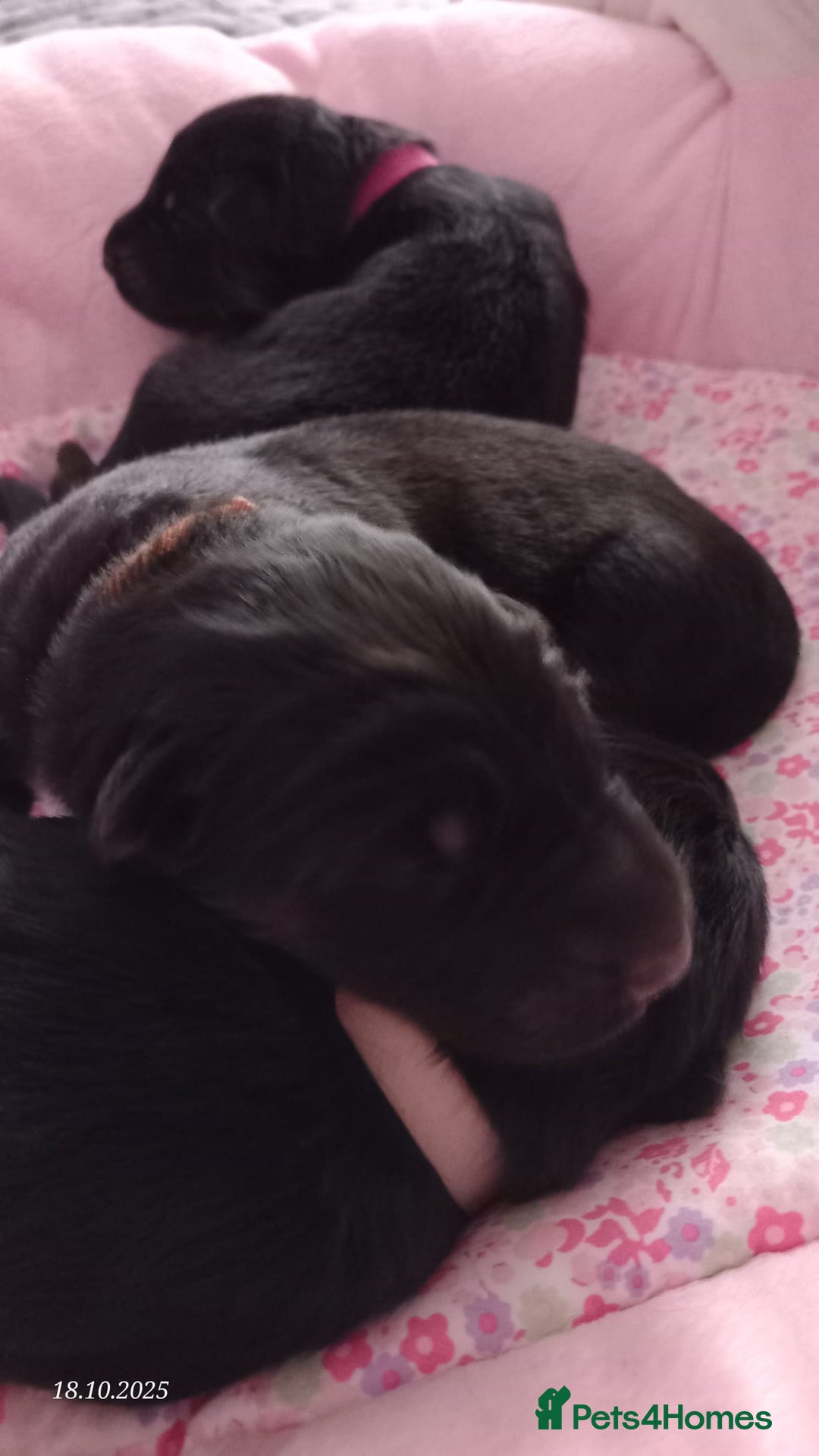 German Shepherd dogs for sale: Excellent Long-Haired German Shepherd Puppies. KC. - Image 17
