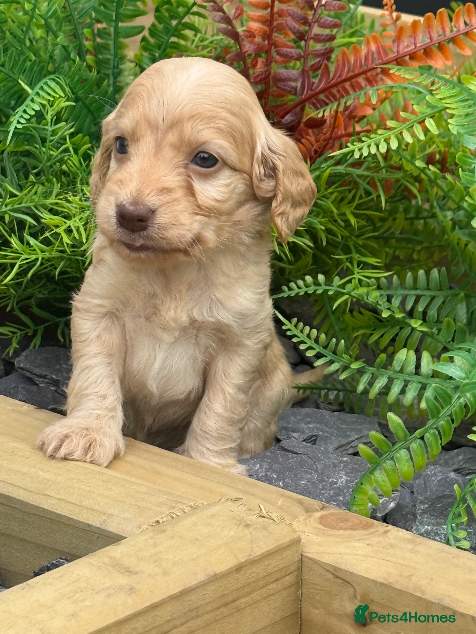 Cockapoo dogs F1 Show Cockapoo Ready April  - Advert 15