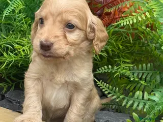 Cockapoo dogs F1 Show Cockapoo Ready April - Advert 15