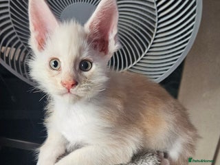 Maine Coon cats STUNNING XL MAIN COONS - Advert 1