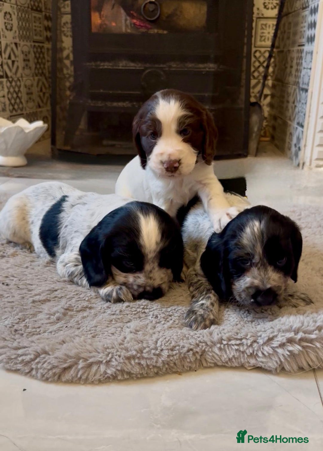 Cocker Spaniel dogs for sale: 2 blue roan cocker spaniel puppies &tri colour pup - Image 10