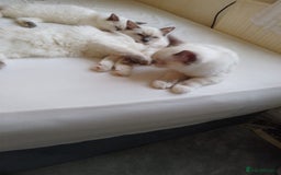 Ragdoll cats for sale: 3 Gorgeous Ragdoll Kittens - Image 2