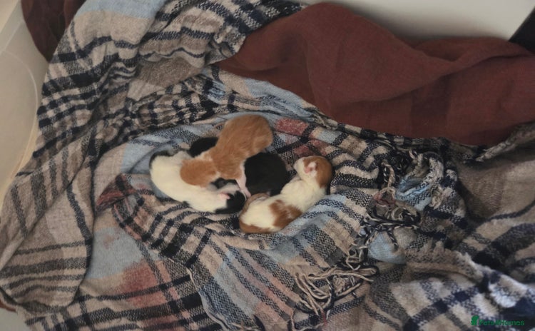 Mixed Breed cats - Advert 13