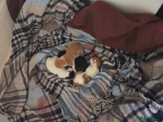 Mixed Breed cats - Advert 29