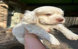 Clumber Spaniel dogs for sale: Clumber spaniel Puppies For Sale COI 6.4% - Advert 11