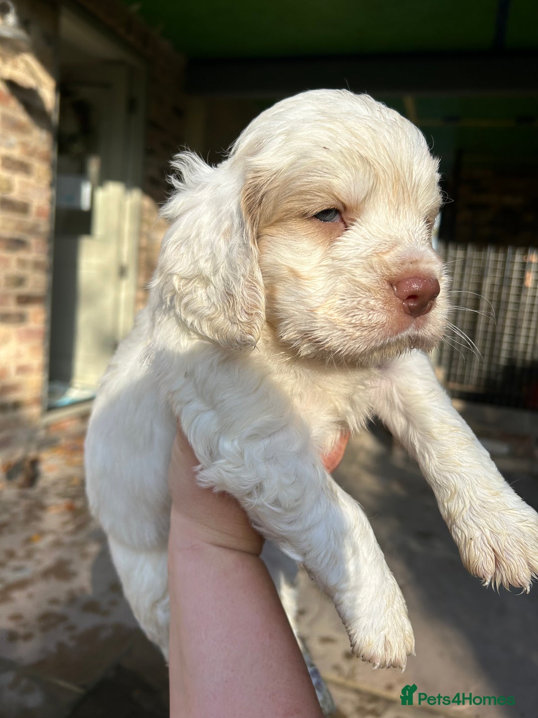 Clumber Spaniel dogs for sale: Clumber spaniel Puppies For Sale COI 6.4% - Advert 11