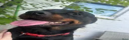 Rottweiler dogs for sale: 4 Year Old Rottweiler Looking for Her Forever Home in Birmingham - Advert 4